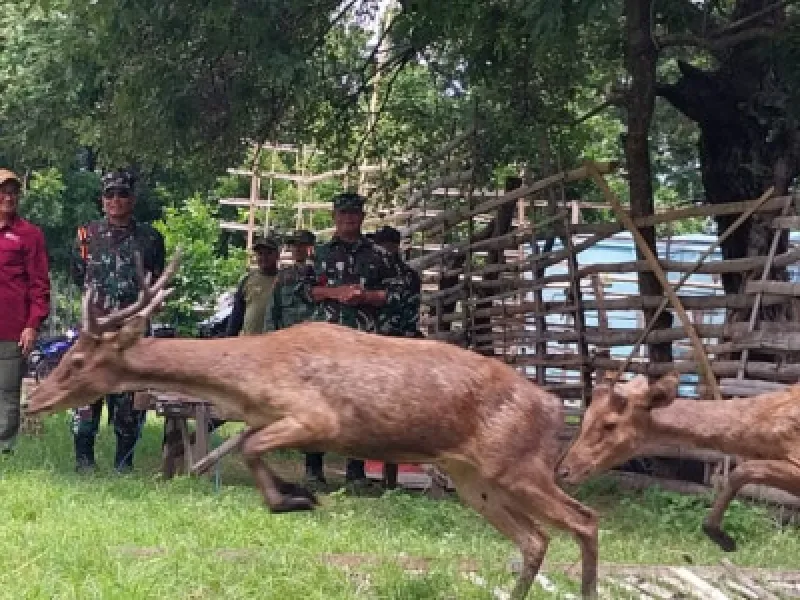Pagar Terbuka! 15 Rusa Timor Berlari Bebas di TN Baluran
