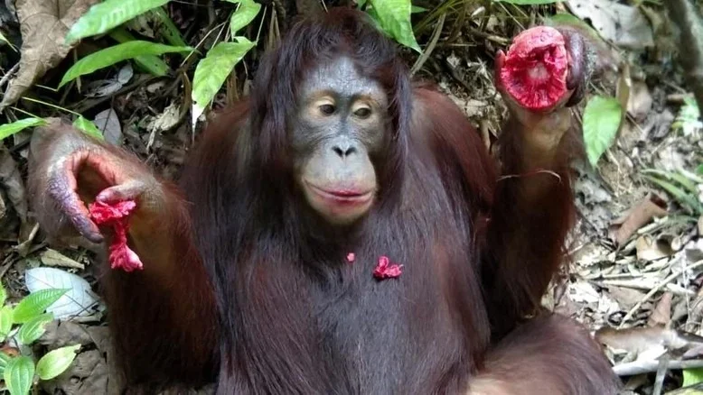 Pandai Mengatur Diet dan Mengobati Diri, Inilah Cara Orangutan Hidup Sehat