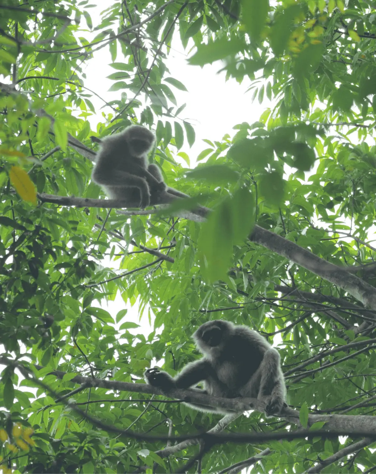 Dua individu owa jawa Hylobates moloch sedang duduk di dahan pohon Foto Garda Animalia - Pandji Pragiwaksono dalam Komedi...