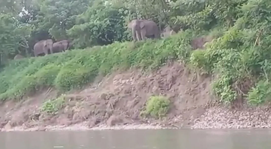 Ilustrasi konflik gajah sumatera dan manusia Foto pujatvacehcom - Pascabanjir dan Longsor Warga Bener Meriah Kembali Berh...