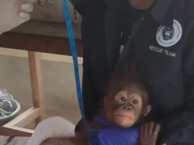 Payang, Bayi Orangutan yang Diselamatkan dari Kejaran Anjing 