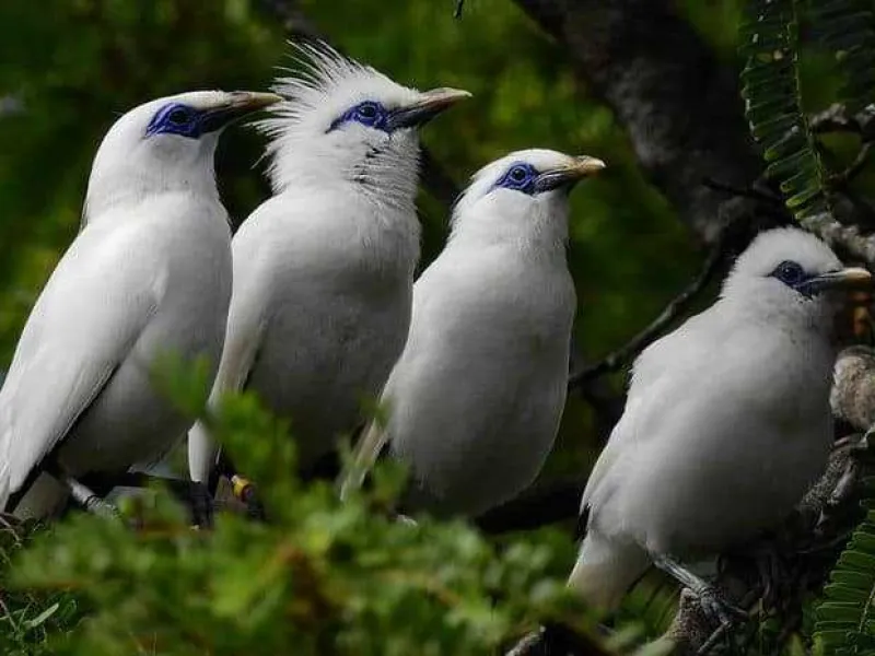 Pelepasliaran Curik Bali, Burung yang Populasinya Sempat Kurang dari 10 Ekor