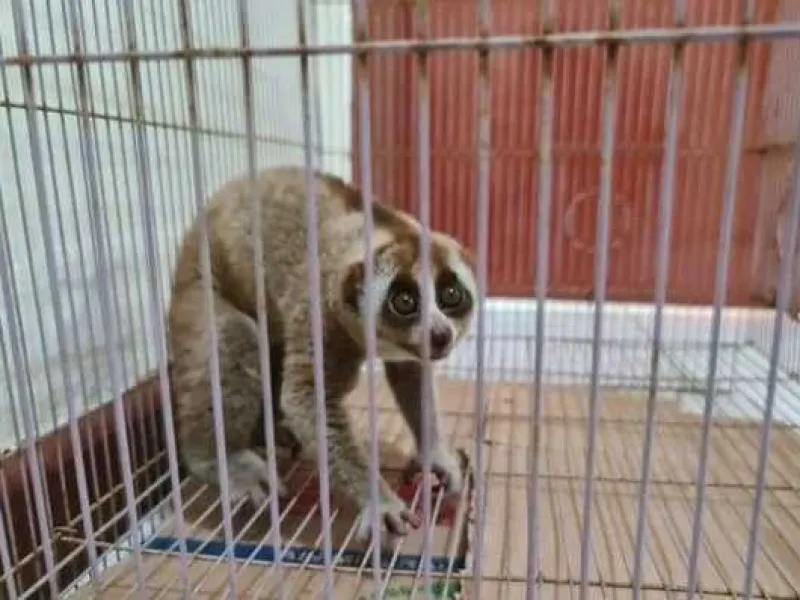 Pelihara Kukang, Warga Meranti Digerebek Polisi di Rumahnya