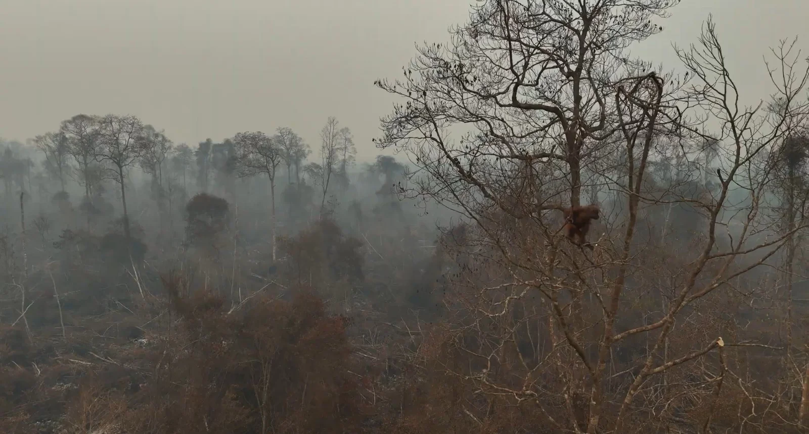 Penanganan Kebakaran Tidak Optimal, Habitat Orangutan di Konsesi PT KAL Hangus 90 Persen