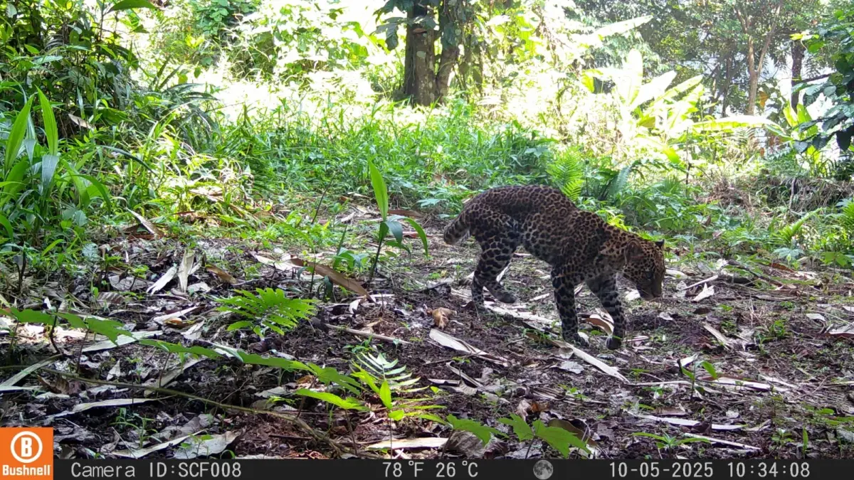 Rekaman kamera jebak yang menunjukkan seekor macan tutul jawa terluka diduga karena ulah pemburu Foto Sanggabuana Conserv...