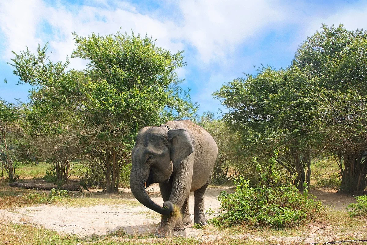 Ilustrasi gajah sumatera salah satu spesies terancam punah akibat perubahan iklim dan penggunaan lahan Foto Sofian Raffle...