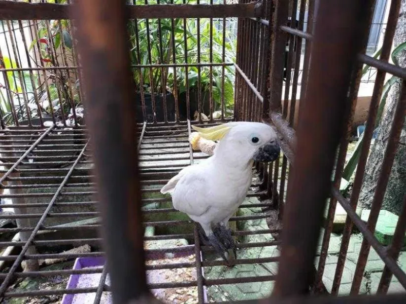 Peneliti Temukan Alat Pendeteksi Kakatua Ilegal yang Ditangkap dari Alam