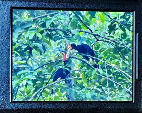 Sepasang enggang cula di tajuk pohon Foto Pemerhati Aves Ducula bicolor Sylva - Peneliti UM Sumbar Dokumentasikan Reprodu...