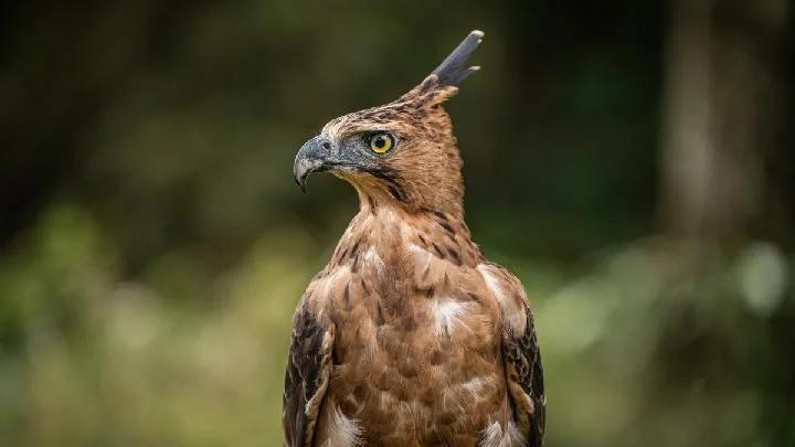 Elang jawa satwa yang menjadi representasi lambang negara yaitu burung garuda Foto Universitas Gadjah Mada - Penelitian K...
