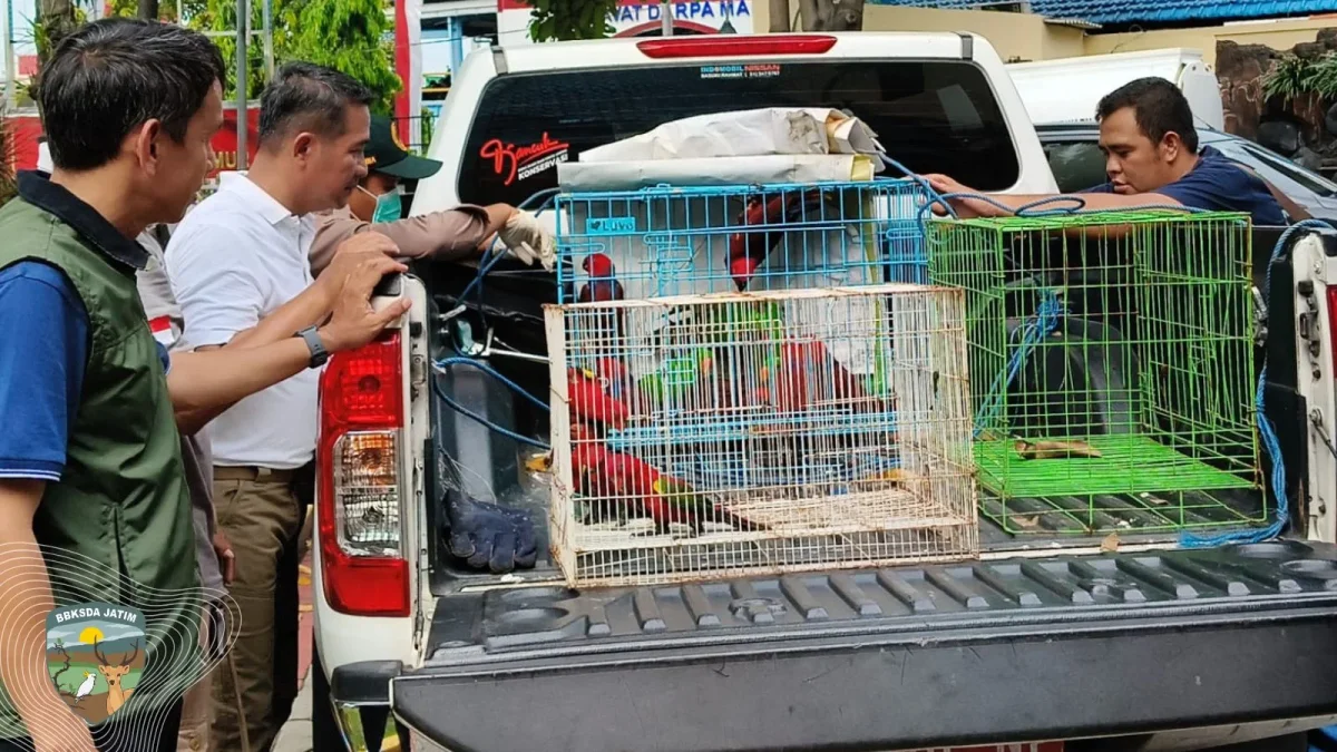 Pengiriman Ilegal Terendus, Puluhan Burung Paruh Bengkok Dilempar ke Tengah Laut