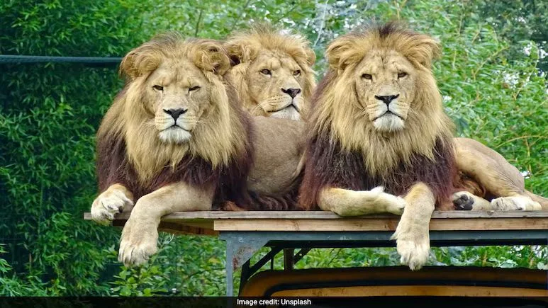 Penjaga Safari World Bangkok Meninggal karena Kelalaian Keamanan