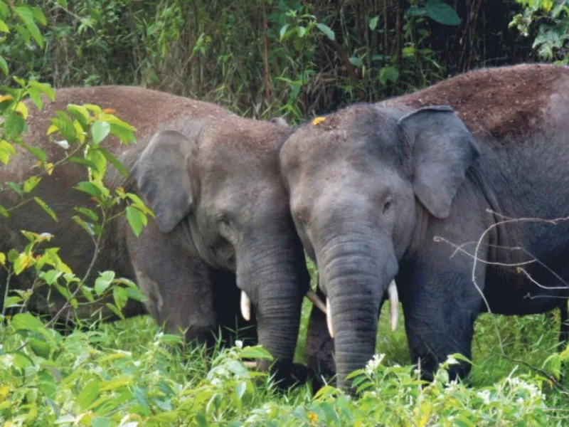 gajah sumatra - Penjara Gajah di Tepi Kebun Karet Ban Michelin
