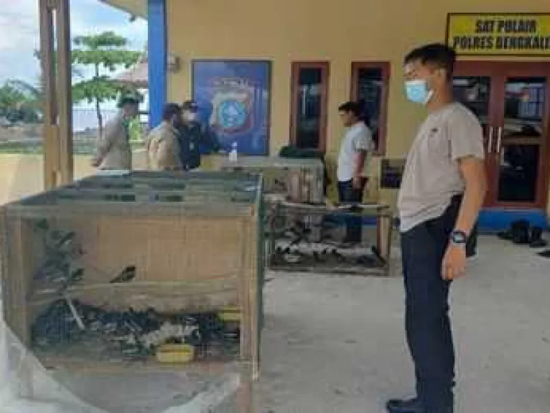 Penyelundupan 1500 Burung Kacer Digagalkan, Ratusan Ekor Mati Karena Stress