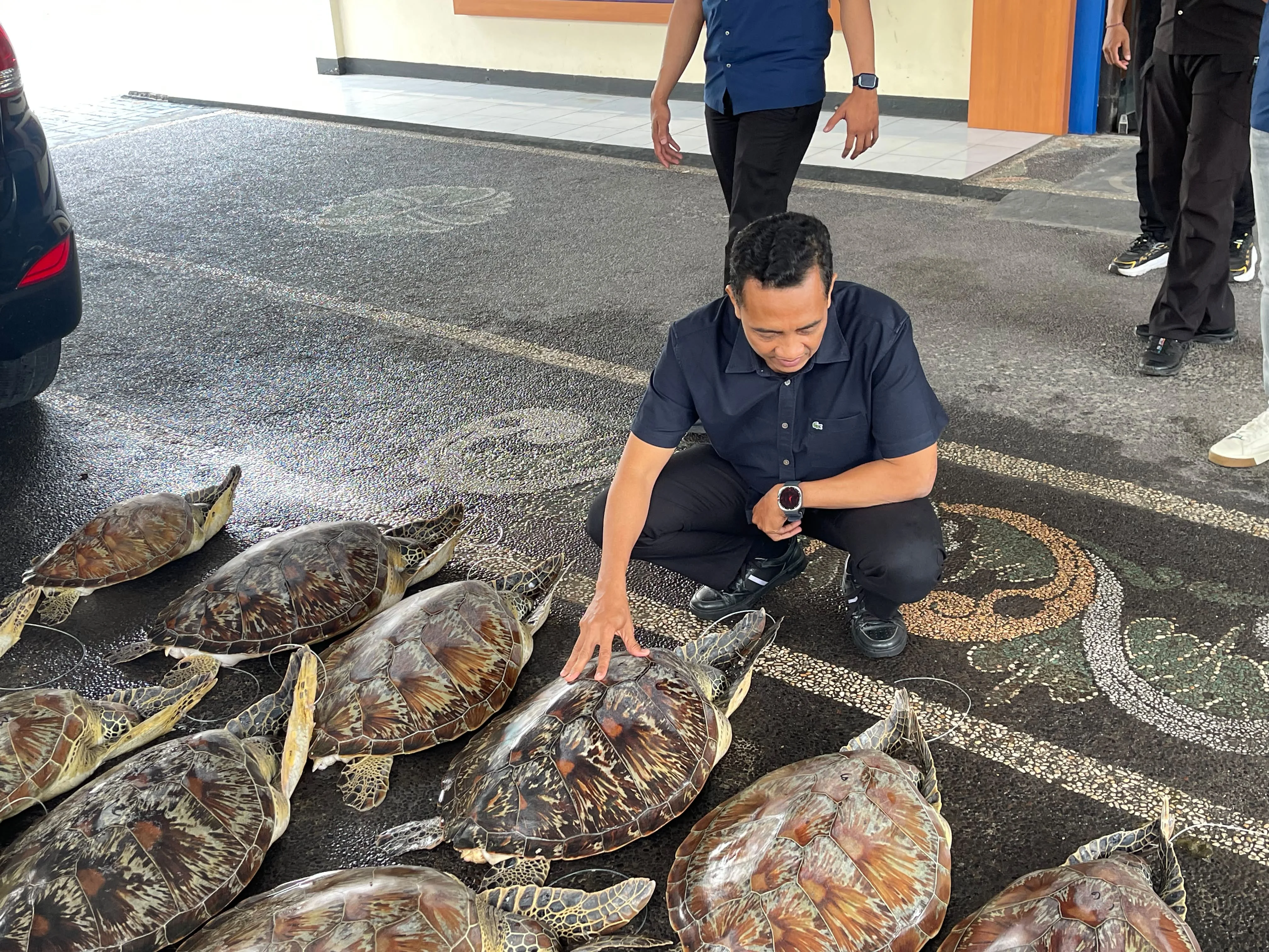 Polisi memeriksa kondisi 21 ekor penyu hijau Chelonia mydas yang diamankan dari dugaan praktik penyelundupan satwa dilindu...