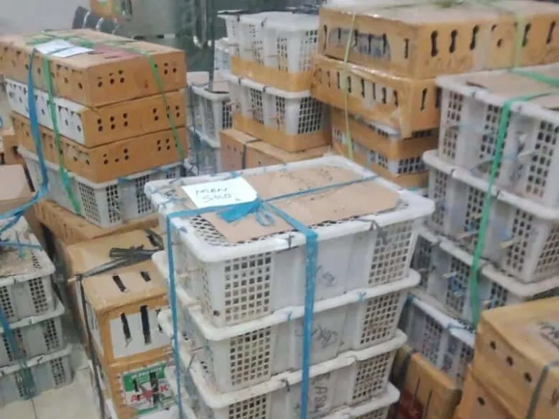 Penyelundupan 2.718 Burung Digagalkan Petugas Karantina Denpasar