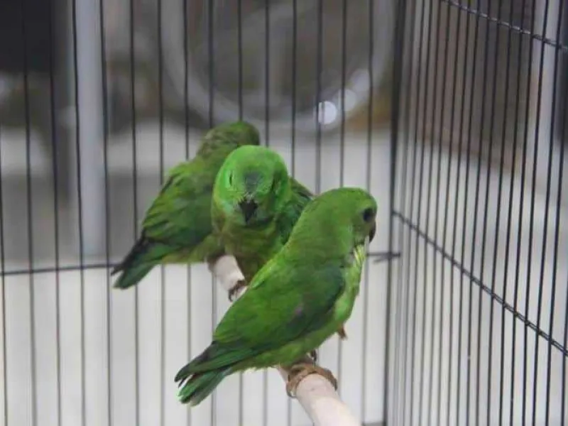 Penyelundupan Burung Serindit ke Jakarta Digagalkan Petugas Karantina