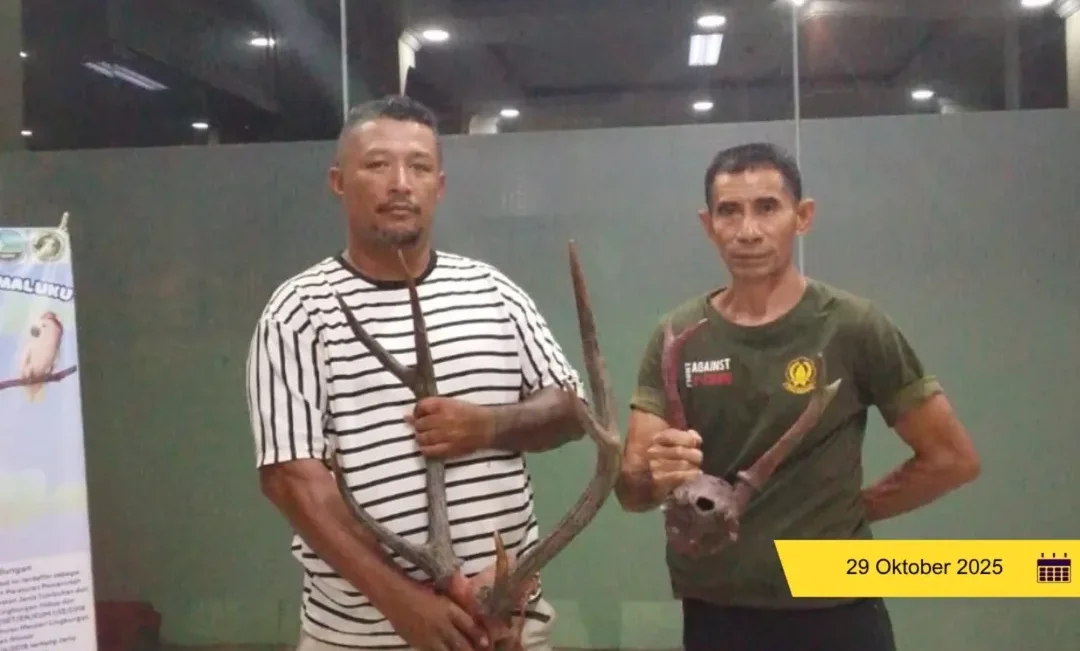 Penyelundupan Gagal, BKSDA Maluku Amankan Tanduk Rusa dari Kapal Tujuan Jakarta
