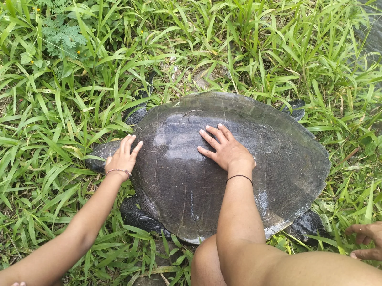 Penemuan seekor penyu lekang Lepidochelys olivacea di sungai Desa Baktiseraga Kecamatan Buleleng Kabupaten Buleleng Bali K...