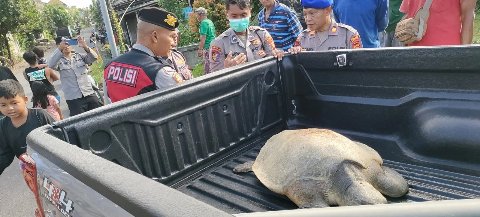 Penyu Lekang Ditemukan di Saluran Irigasi Gianyar, Polisi Selidiki Muasalnya