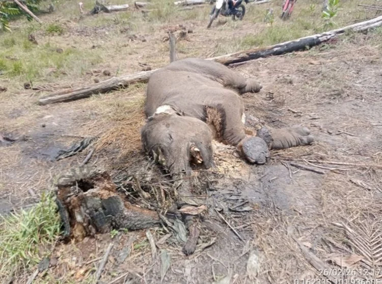 Anak gajah yang mati di kawasan Taman Nasional Tesso Nilo akibat jerat yang dipasang secara ilegal oleh perambah Foto Kem...