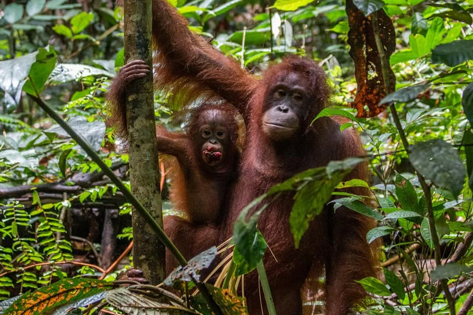 Orangutan Pongo pygmaeus di dalam kawasan TNBBBR oleh IAR Foto YIARI - Peran Feses Orangutan untuk Masa Depan Dari Regene...