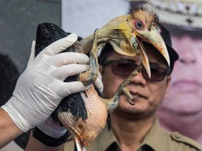 Perdagangan Satwa Dilindungi Diungkap Polda Jatim, Kerugian hingga Rp.1,5 miliar