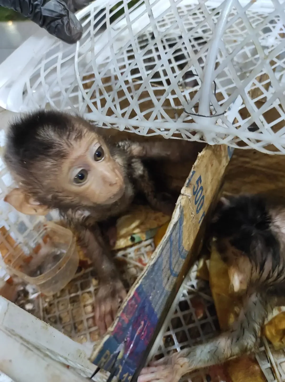Anak monyet ekor panjang disembunyikan dalam keranjang di Pelabuhan Bakuheni Foto Badan Karantina Indonesia - Perdagangan...