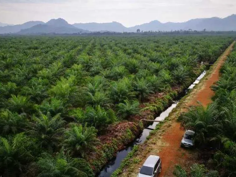Perluasan Perkebunan Kelapa Sawit Jadi Ancaman Bagi Kehidupan Satwa