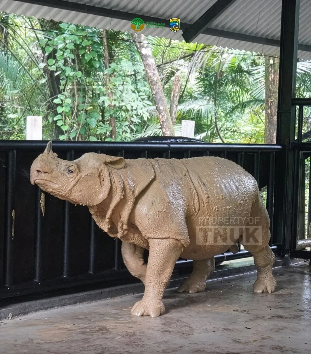 Pertama Kali dalam Sejarah, Badak Jawa 'Pindah Rumah'