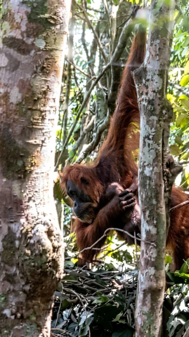 Tangkapan layar Pesek menggendong anaknya di kawasan hutan Leuser Foto Istimewa enhanced AI - Pesek Orangutan Rehabilitas...