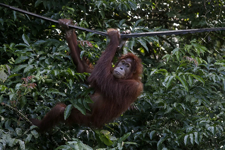 Diana orangutan yang dilepasliarkan di Cagar Alam Jantho Kabupaten Aceh Besar Aceh pada 22 Desember 2017 Foto Junaidi Han...