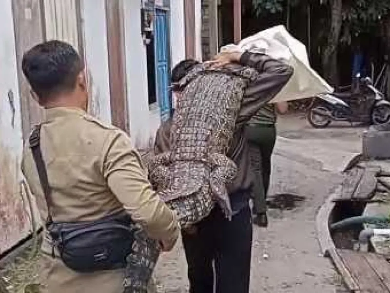 Petugas BKSDA Kalteng Menggendong Buaya Muara Untuk Dievakuasi