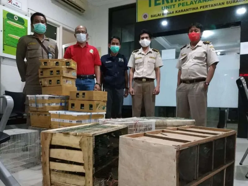 Petugas Gagalkan Pengiriman 193 Burung Ilegal di Surabaya