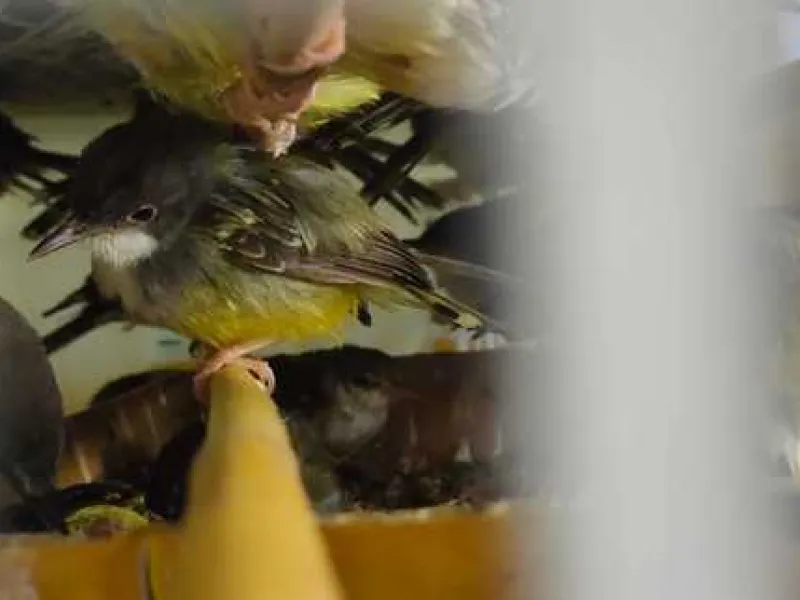 Petugas Gagalkan Penyelundupan 256 Burung Liar Gunakan Bus Antar Provinsi