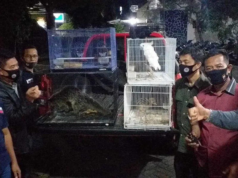 Petugas KLHK Ciduk Pedagang Binturong dan Kakatua Dilindungi