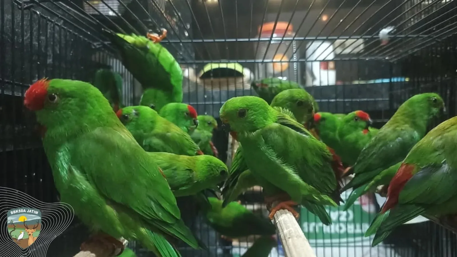 Polda Jatim Tangkap Penyelundup Burung, BKSDA Pastikan 200 Satwa Berstatus Dilindungi