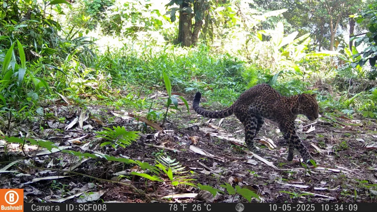 Rekaman macan tutul yang terluka di kaki kiri depan diduga karena ditembak pemburu Foto Sanggabuana Conservation Foundati...