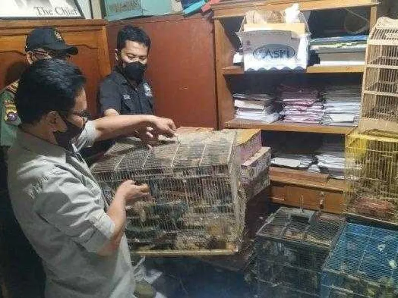 Polres Bukittinggi Amankan Penjual 583 Ekor Burung