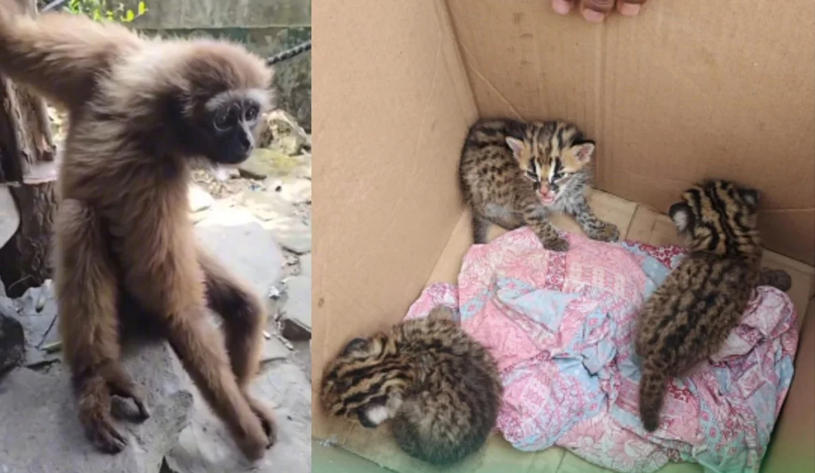 Polresta Pekanbaru Gagalkan Perdagangan 3 Kucing Hutan dan 1 Owa Ungko