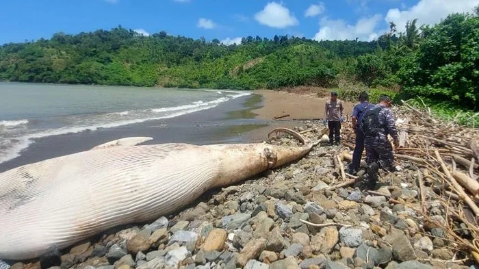 Polusi Laut hingga Jerat jadi Sebab Kematian Paus dan Penyu