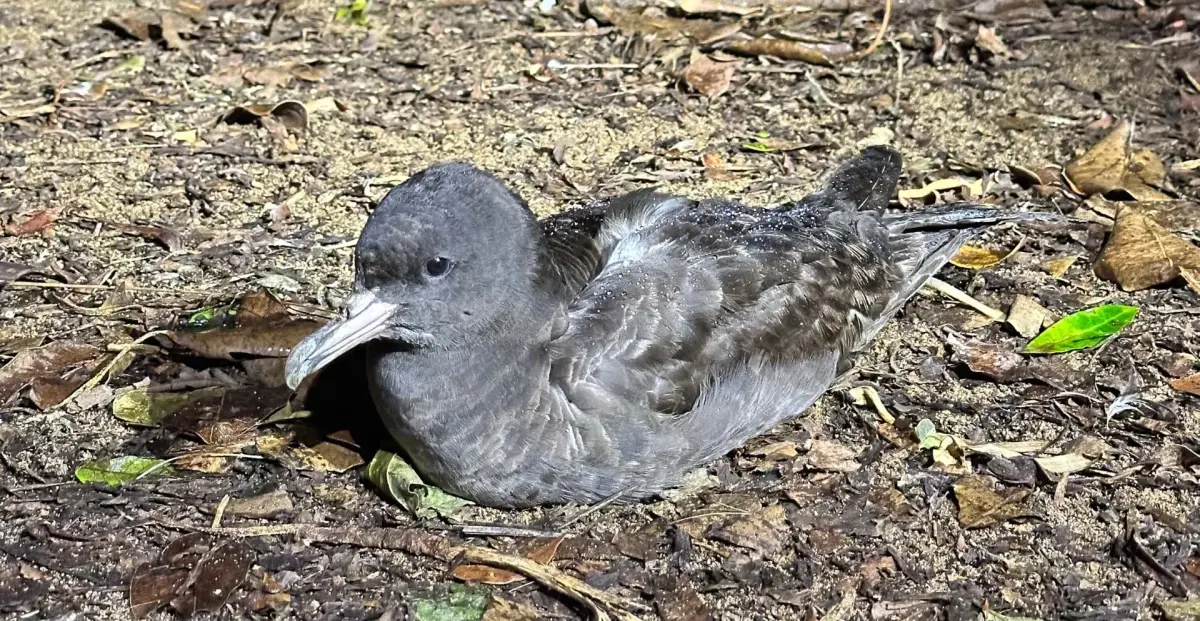 Polusi Mikroplastik Ancam Kesehatan Burung, Mulai Paru-Paru hingga Kerusakan Otak