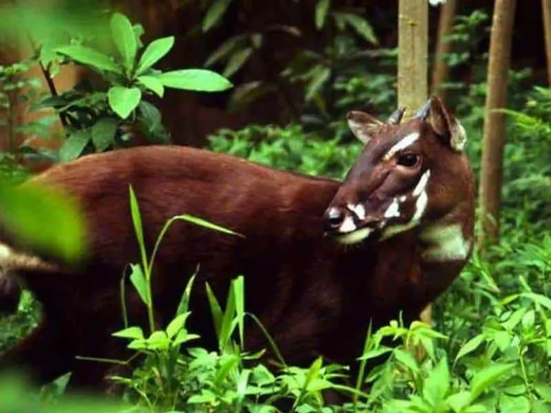 Populasi “Saola” Kritis! Berikut Fakta-Fakta yang Menyertainya