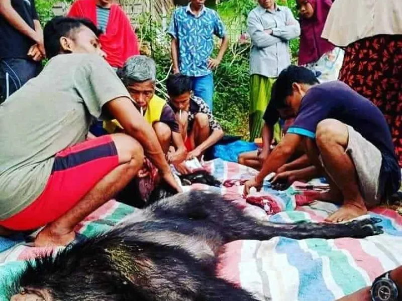 Populasinya Langka, Warga Rame-rame Sembelih Kambing Hutan Sumatera