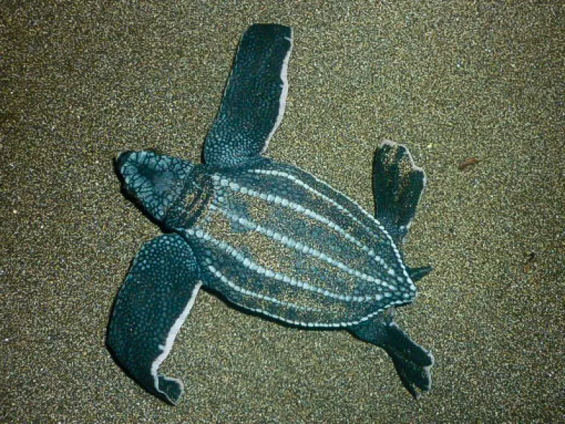 Puluhan Anak Penyu Belimbing Dilepas di Pantai Along, Aceh