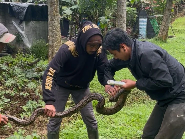 Puluhan Piton Ditemukan di Danau Buyan Bali, BKSDA: Predator Alami Berkurang