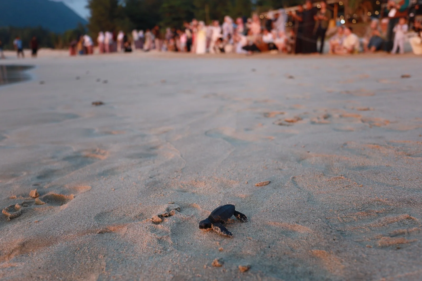 Pelepasan puluhan tukik di Pantai Lampuuk Kecamatan Lhoknga Kabupaten Aceh Besar Selasa 2712026 Foto Akram - Puluhan Tuki...
