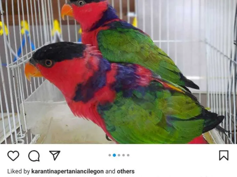Ratusan Burung Diselundupkan, 6 di Antaranya Satwa Langka