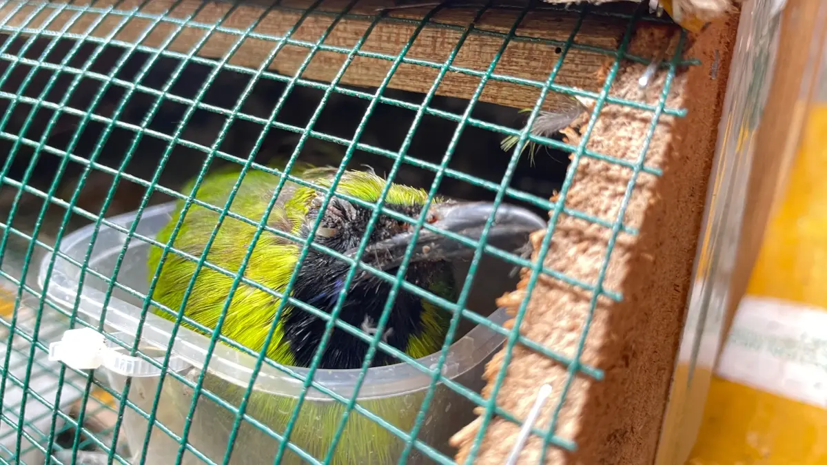 Ratusan Burung Liar Disita di Pontianak, Gagal Dikirim ke Semarang