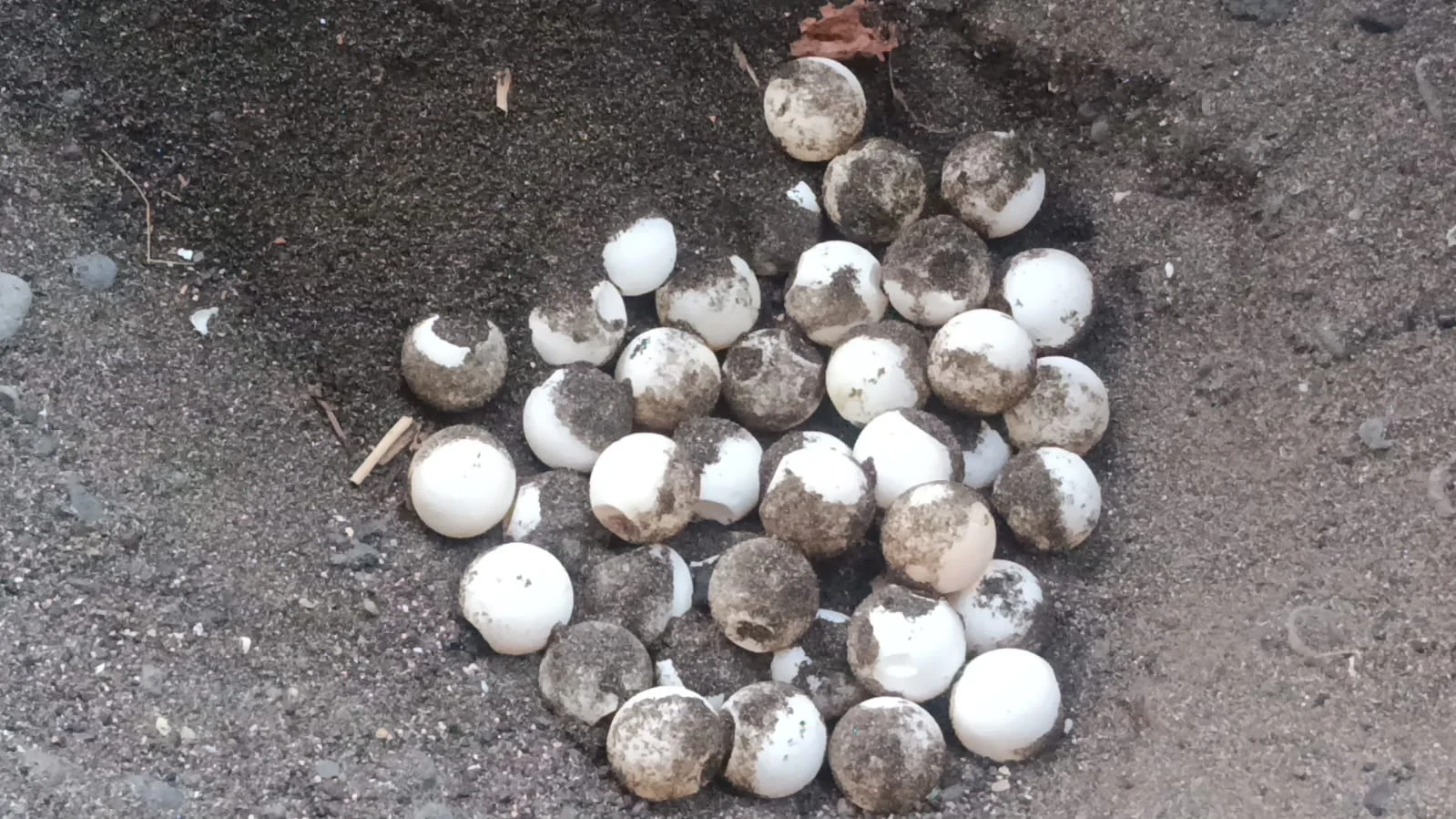 Puluhan telur penyu yang ditemukan di pesisir Pantai Camplung Desa Banyuasri Kecamatan Buleleng Kabupaten Buleleng Bali F...