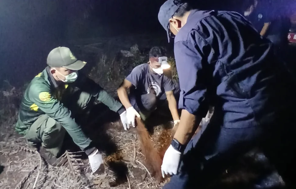Evakuasi Rayu dan Raya induk dan anak orangutan korban kebakaran hutan di Kalimantan Foto BKSDA Resort Sampit - Raya dan...